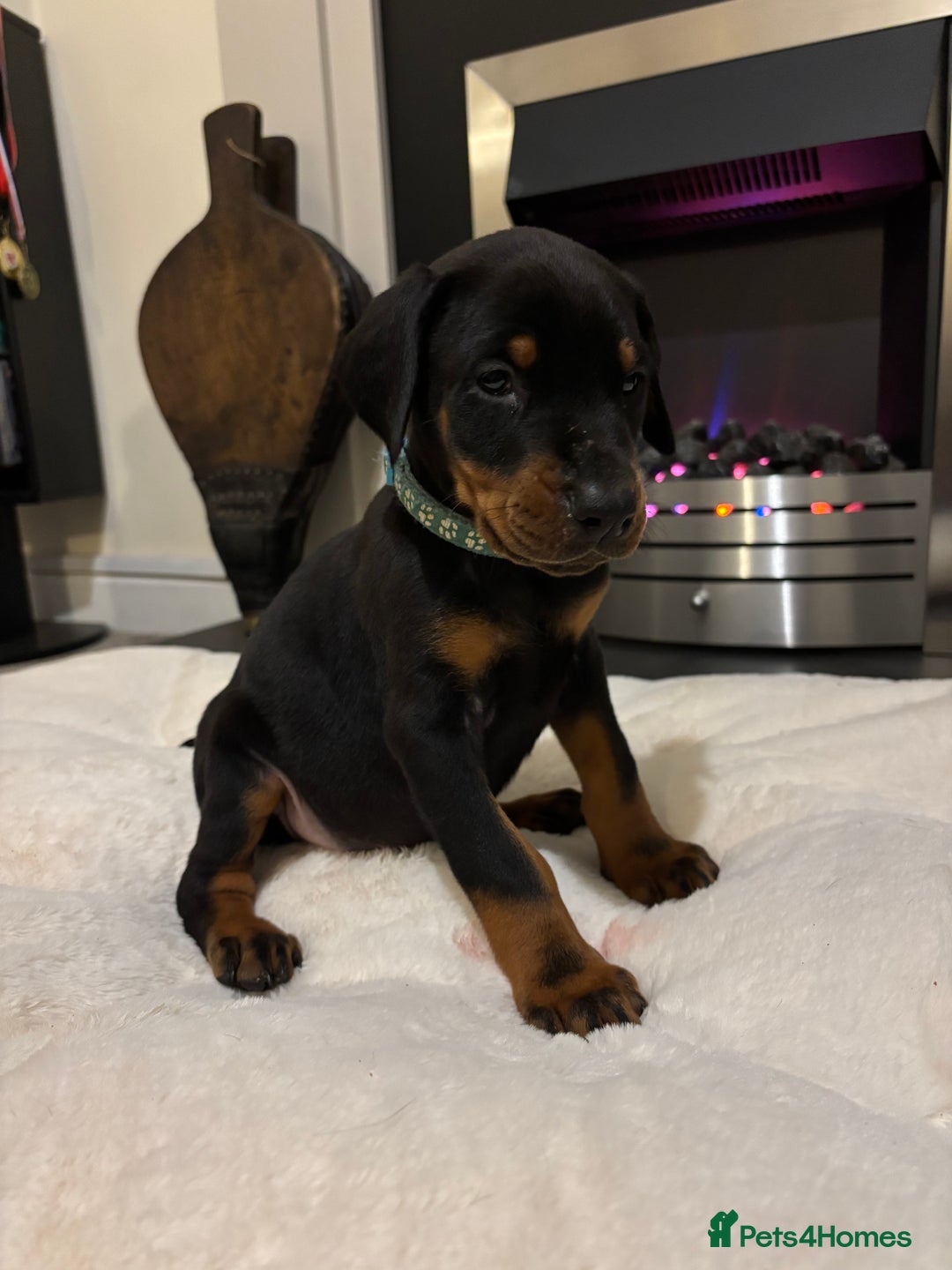 Dobermann dogs for sale: Stunning KC Dobermans champion bloodlines  - Advert 33