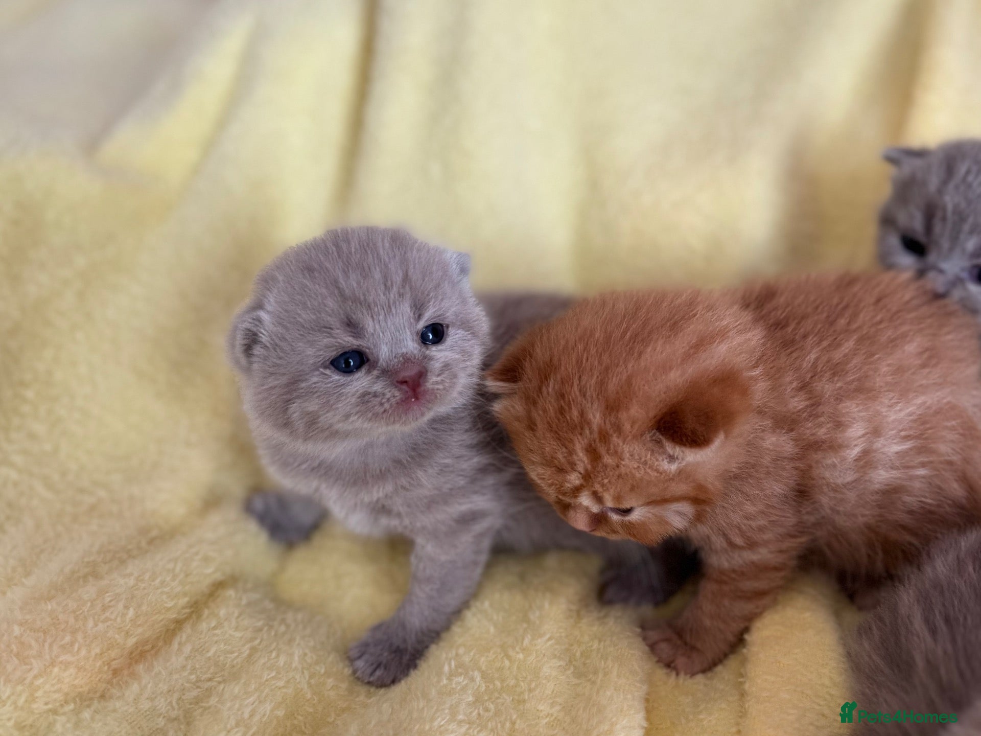 British Shorthair cats 💜❤️BSH babies , red, lilac TICA reg, ready Nov - Advert 1