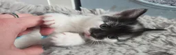 Mixed Breed cats for sale: One male and one female kitten available  - Advert 24
