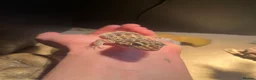 Gecko reptiles for sale: Female leopard gecko  - Advert 2