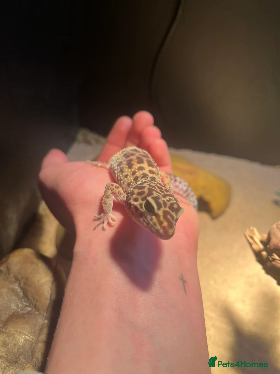 Gecko reptiles for sale: Female leopard gecko  - Advert 2