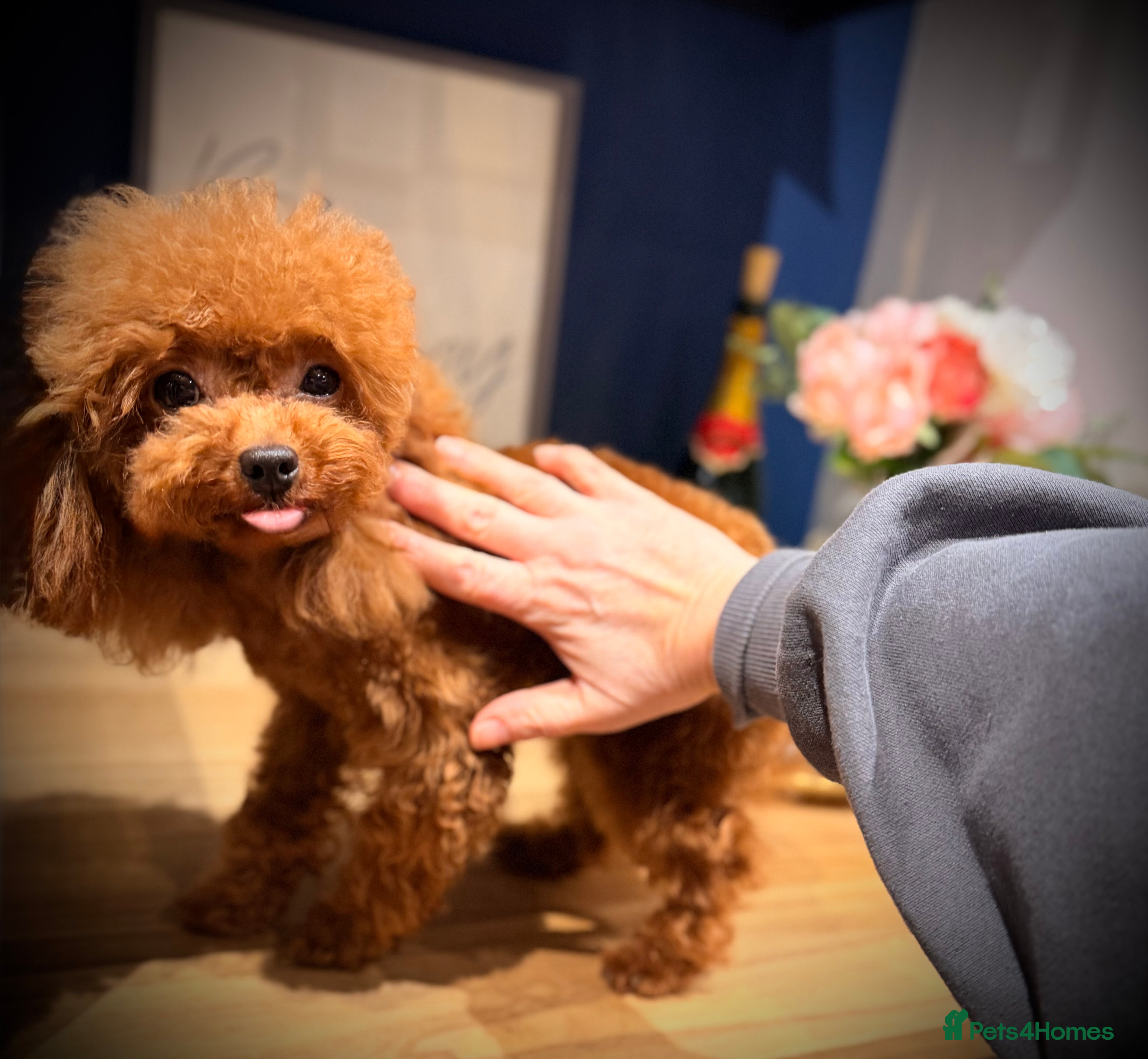 Toy Poodle dogs 🍒 Imported Tiny Red Asian Toy Poodle for Stud 🍒 - Advert 2