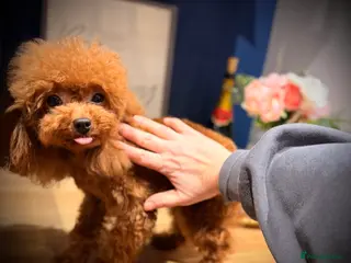 Toy Poodle dogs 🍒 Imported Tiny Red Asian Toy Poodle for Stud 🍒 - Advert 1