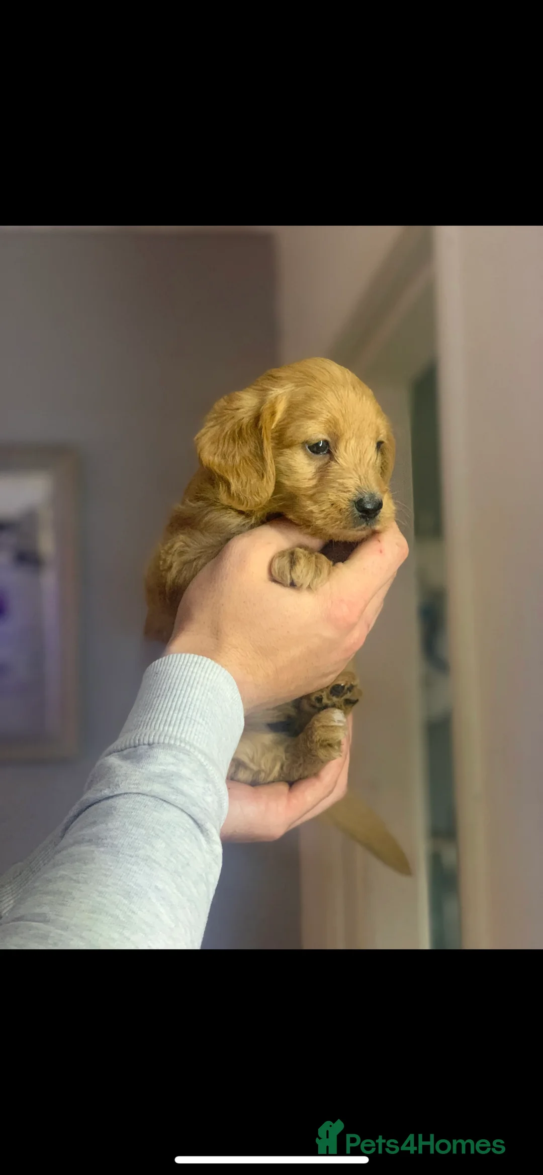 Miniature Poodle dogs for stud: Teddy KC Registered/Health tested Toy Stud in Wigan - Advert 17