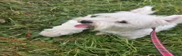 West Highland Terrier dogs for sale: Wonderful West Highland White Terrier Girl Puppy - Advert 7