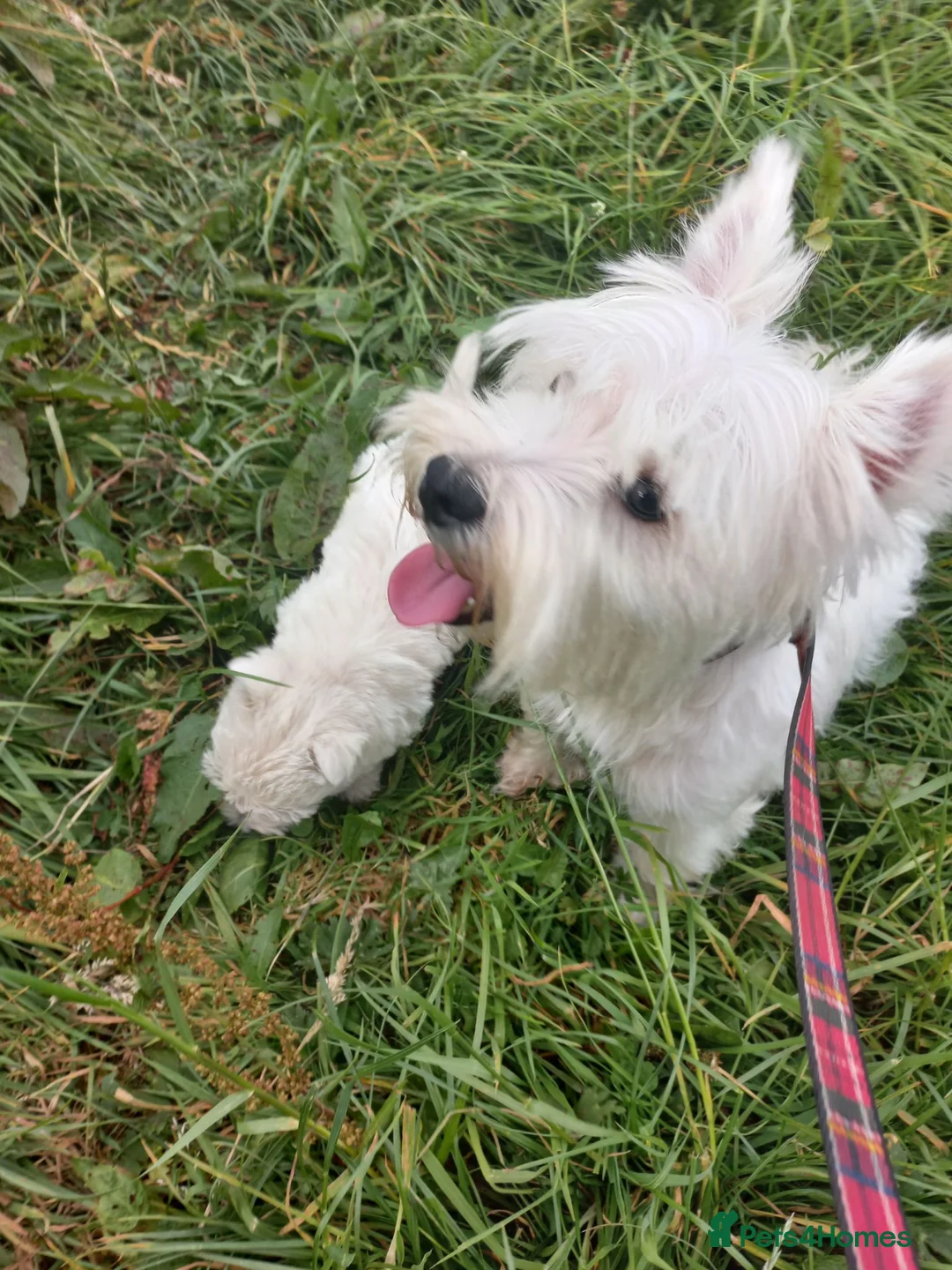 West Highland Terrier dogs for sale: Wonderful West Highland White Terrier Girl Puppy - Advert 7