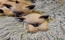 Siamese cats for sale: Old Style Siamese Kittens. Raised with love & care - Image 25