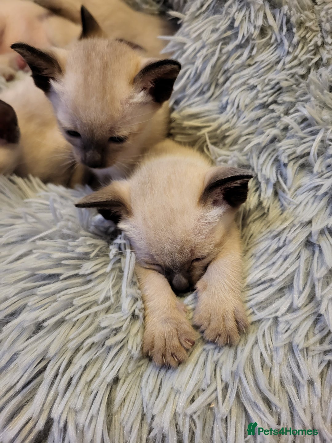 Siamese cats for sale: Old Style Siamese Kittens. Raised with love & care - Image 25