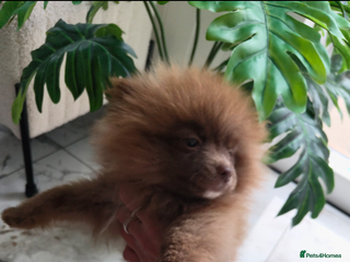 Pomeranian dogs - Advert 3