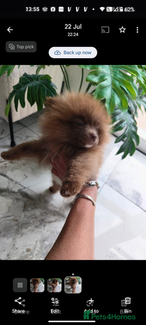 Pomeranian dogs - Advert 1