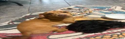 Mixed Breed dogs for sale: Re homing due to family commitments  in Stevenage - Advert 1