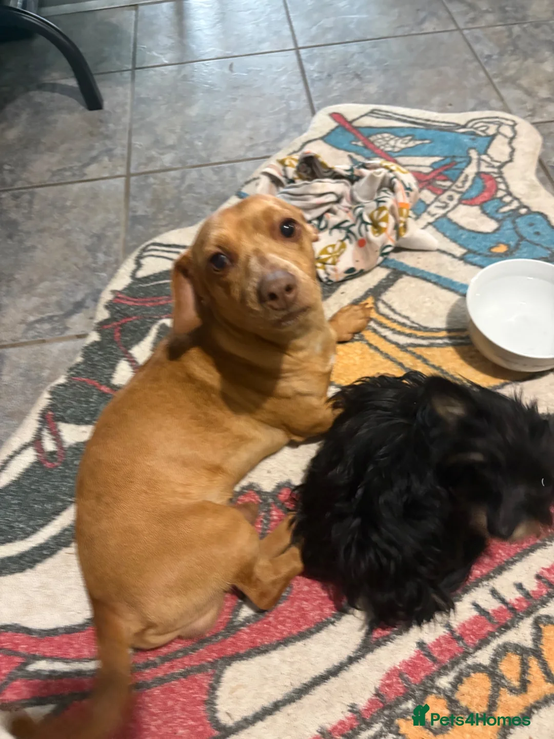 Mixed Breed dogs for sale: Re homing due to family commitments  in Stevenage - Advert 1