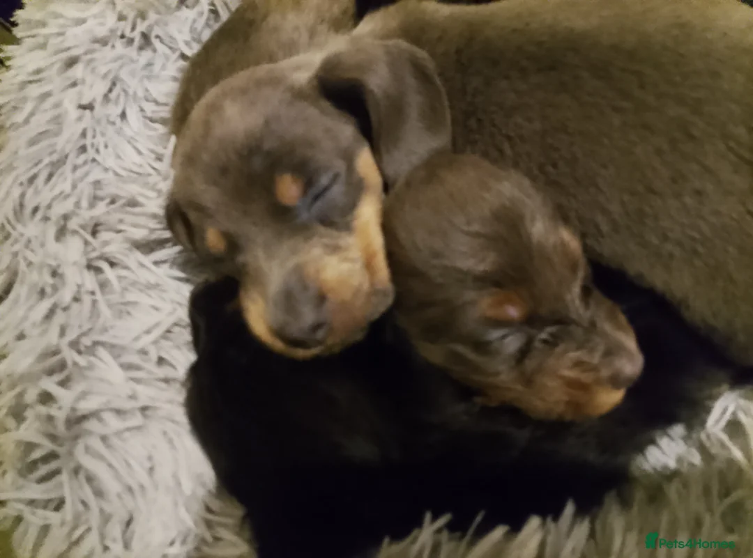 Dachshund dogs for sale: Mrs DD Connelly  - Advert 2