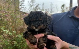 Cavapoo dogs for sale: 2 adorable male Cavapoo Puppies ! 🐾 - Image 21
