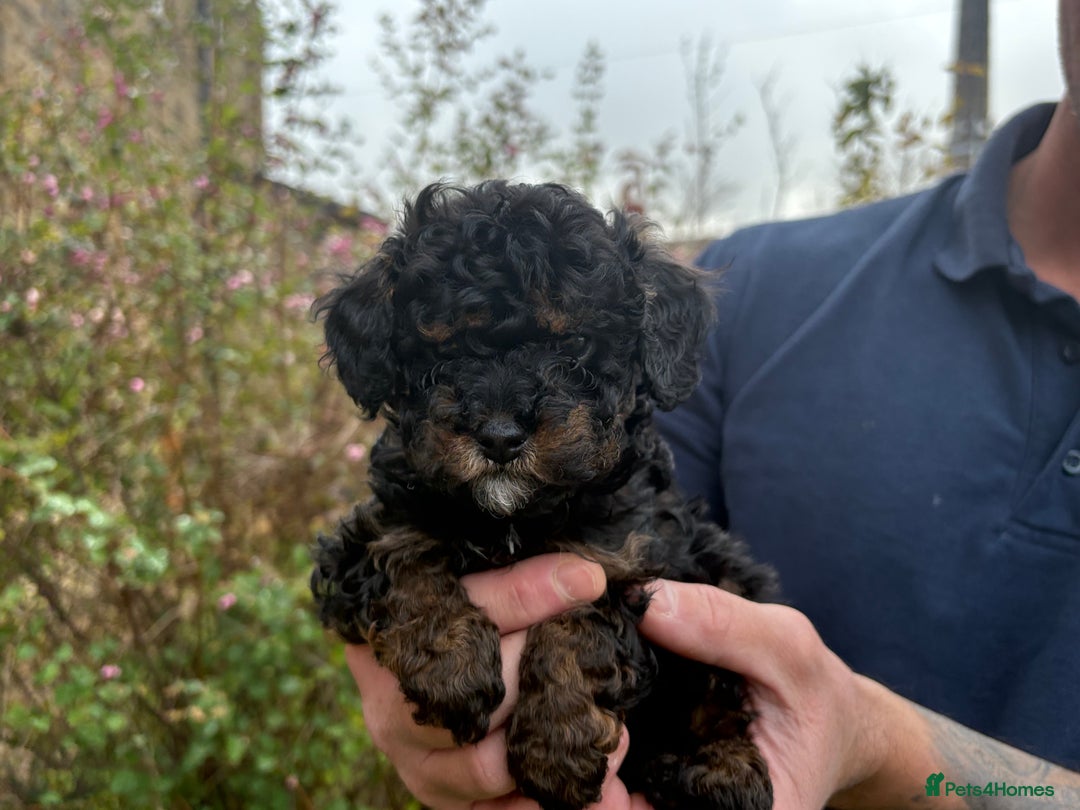 Cavapoo dogs for sale: 2 adorable male Cavapoo Puppies ! 🐾 - Image 21