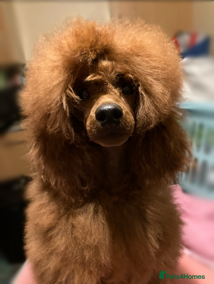Miniature Poodle dogs 6 Month Old Miniature Poodle Boy - Advert 8