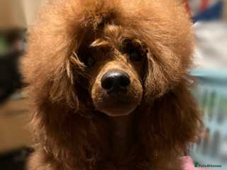 Miniature Poodle dogs 6 Month Old Miniature Poodle Boy - Advert 1