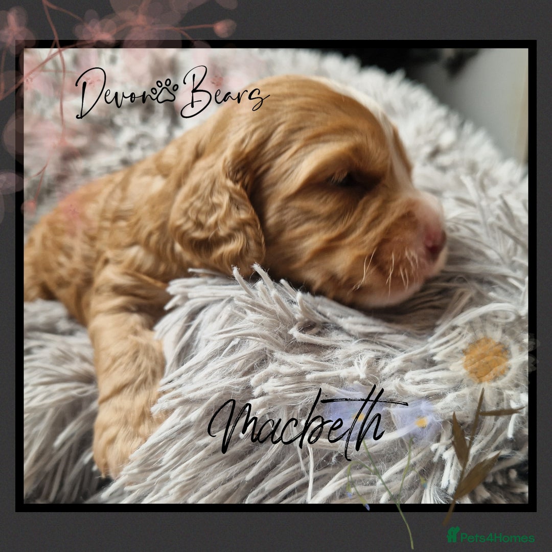 Cockapoo dogs for sale: 5*licenced, stunning F1 English Cockapoo puppies - Image 16