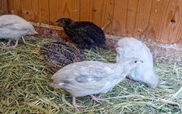 Quail poultry for sale: Laying Coturnix Quail – Confirmed Hens - Image 3