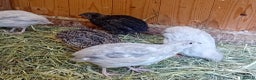 Quail poultry for sale: Laying Coturnix Quail – Confirmed Hens - Advert 3