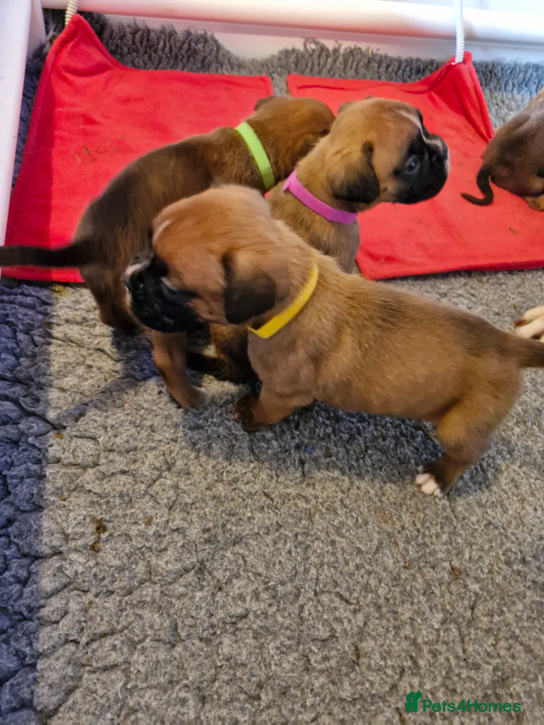 Boxer dogs for sale: STUNNING GORGEOUS KC PUPPIES  - Advert 14