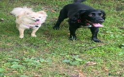 Pomeranian dogs for sale: Pomeranian girl  - Advert 5