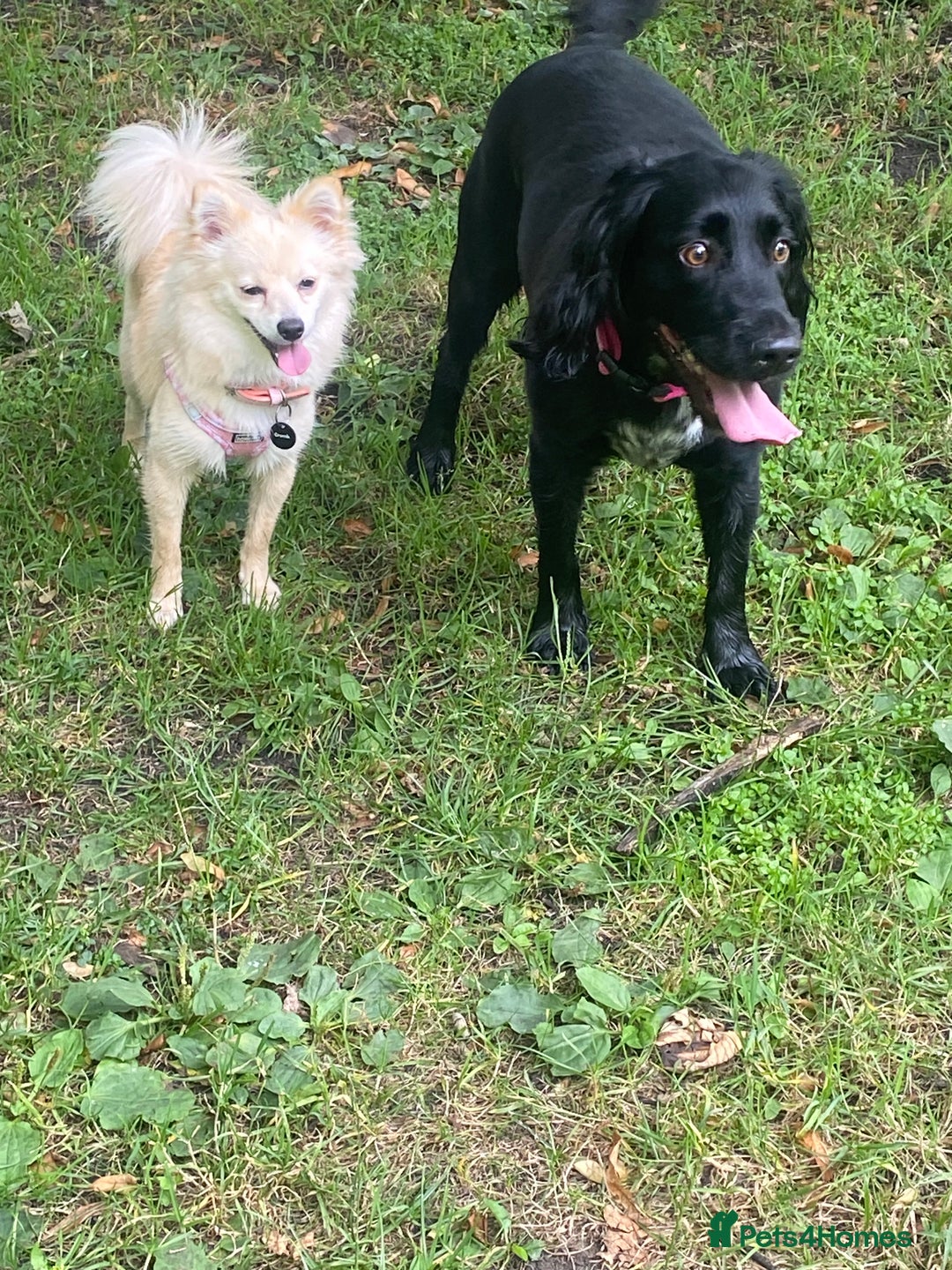 Pomeranian dogs for sale: Pomeranian girl  - Advert 5