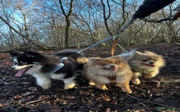 Pomeranian dogs for sale: Teddybear cuddly Retired spayed 1-2 years old  - Image 31