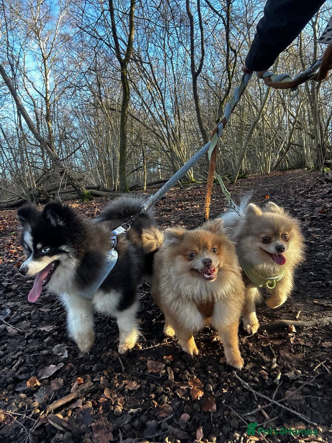 Pomeranian dogs for sale: Teddybear cuddly Retired spayed 1-2 years old  - Image 31