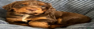 'Grey' Cocker Spaniel Puppy 2