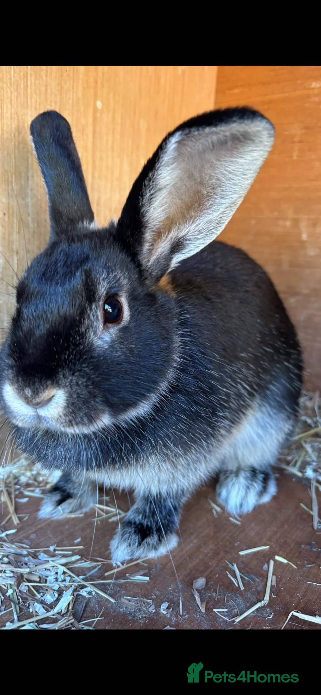 Mini Lion Lop rabbits for sale: Two rabbits looking for new home in Weston-super-Mare - Advert 1