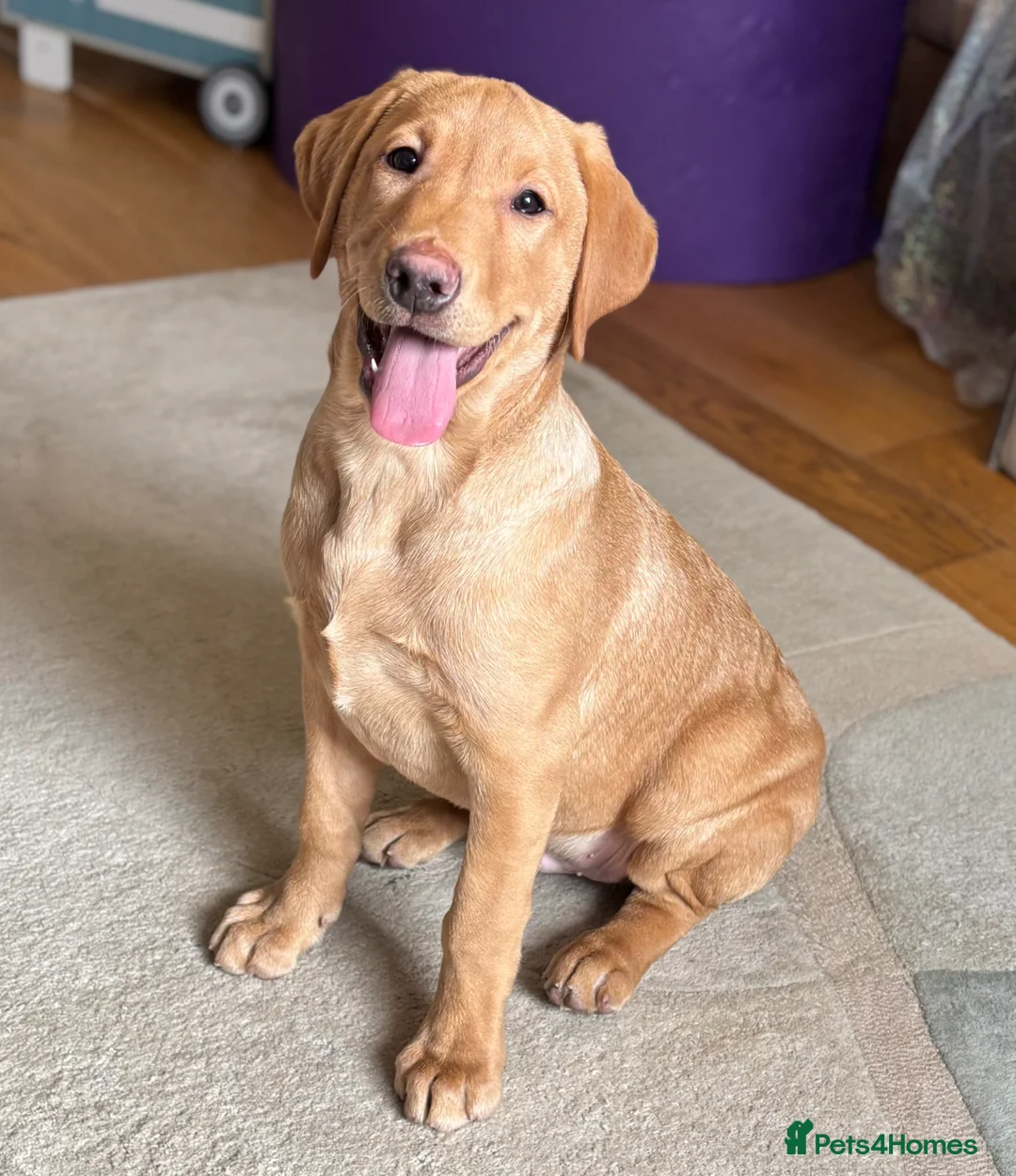 Labrador Retriever dogs for sale: Last 2! KC Reg Labradors. 2 beautiful boys left - Advert 1