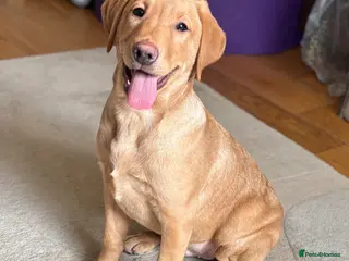 Labrador Retriever dogs Last 2! KC Reg Labradors. 2 beautiful boys left - Advert 14