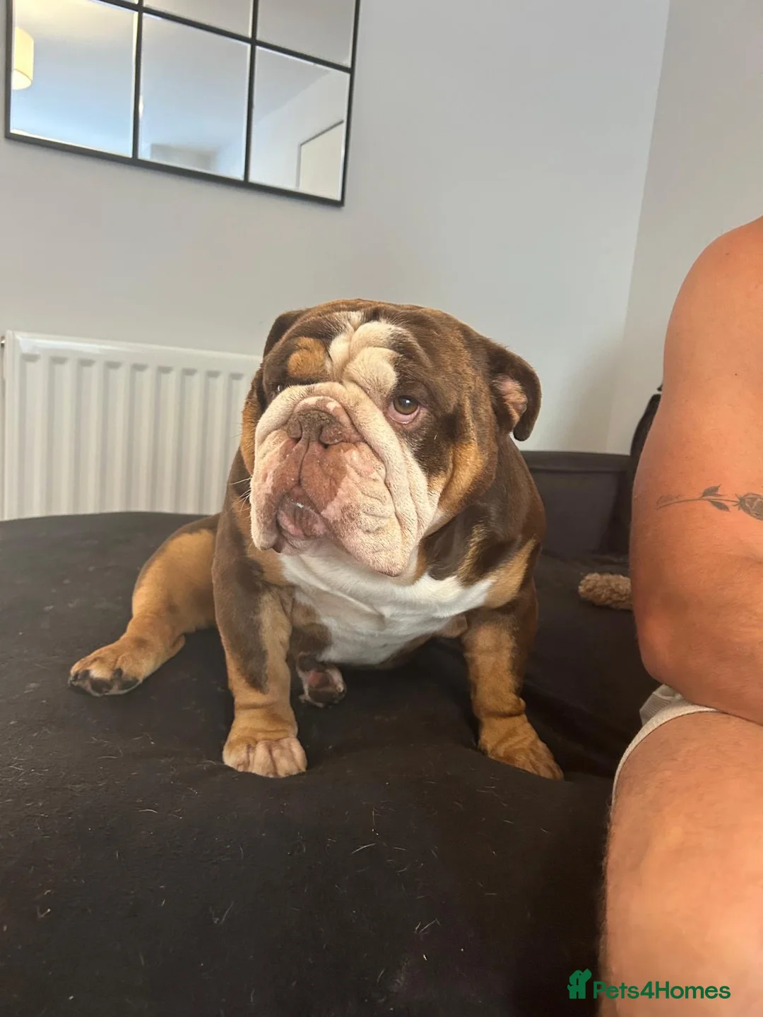 English Bulldog dogs for sale: British Bulldog Male for Sale - Advert 3