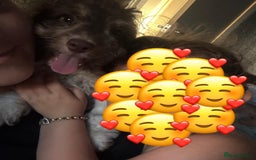 Cockapoo dogs for sale: 1 male cockapoo puppy  - Image 8