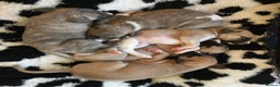 Whippet dogs for stud: KC Reg Heart Tested Gorgeous Fawn Whippet at Stud  in Bristol - Advert 18
