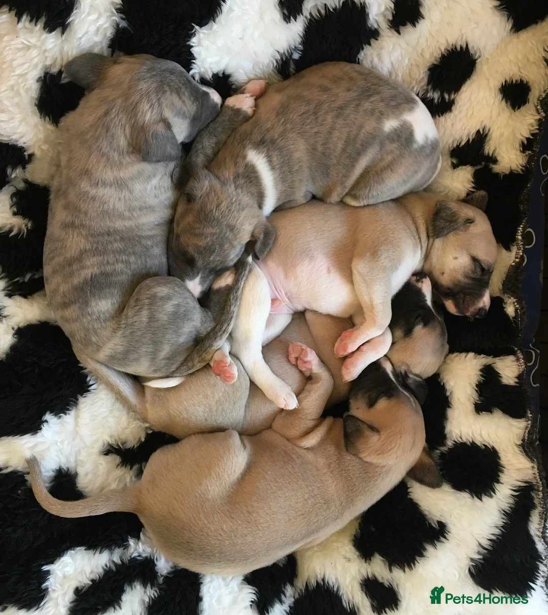 Whippet dogs for stud: KC Reg Heart Tested Gorgeous Fawn Whippet at Stud  in Bristol - Advert 18