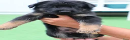 German Shepherd dogs for sale: Blood champions german shepherd puppies  in Hull - Advert 5