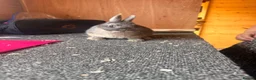 Netherland Dwarf rabbits for sale: Pure bred netherland dwarfs - Advert 4