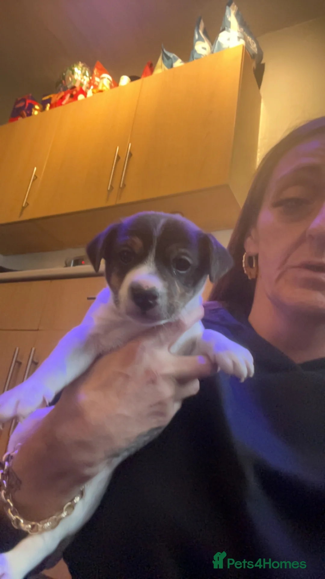 Jack Russell dogs for sale: Jack Russell pup  - Advert 7