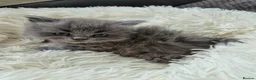 British Longhair cats for sale: BEAUTIFUL BRITISH LONGHAIR KITTENS in Runcorn - Advert 18