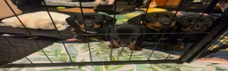 Miniature Dachshund dogs for sale: Miniature dachshund pups - Advert 17