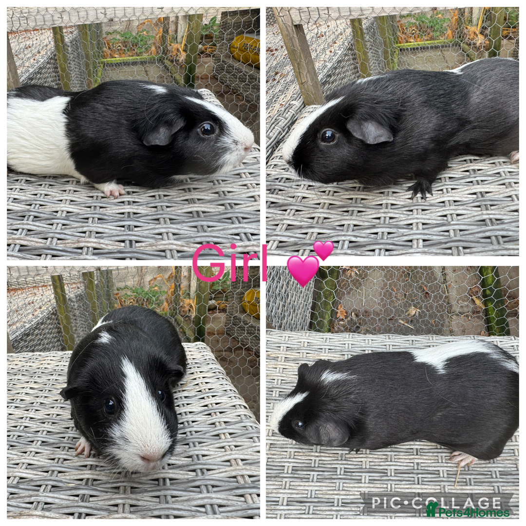 Guinea Pig rodents for sale: Mixture of Girl & Boy piggy’s looking for new laps - Advert 16
