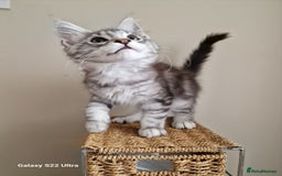 Maine Coon cats for sale: 🥰MC Kittens🥰 - Image 3
