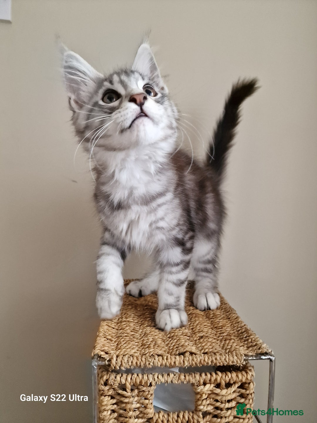 Maine Coon cats for sale: 🥰MC Kittens🥰 - Image 3