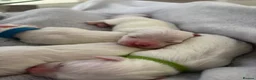 Maltese dogs for sale: ADORABLE TOY MALTESE PUPPIES 3 GIRLS & 2 BOYS 🐾 - Advert 9