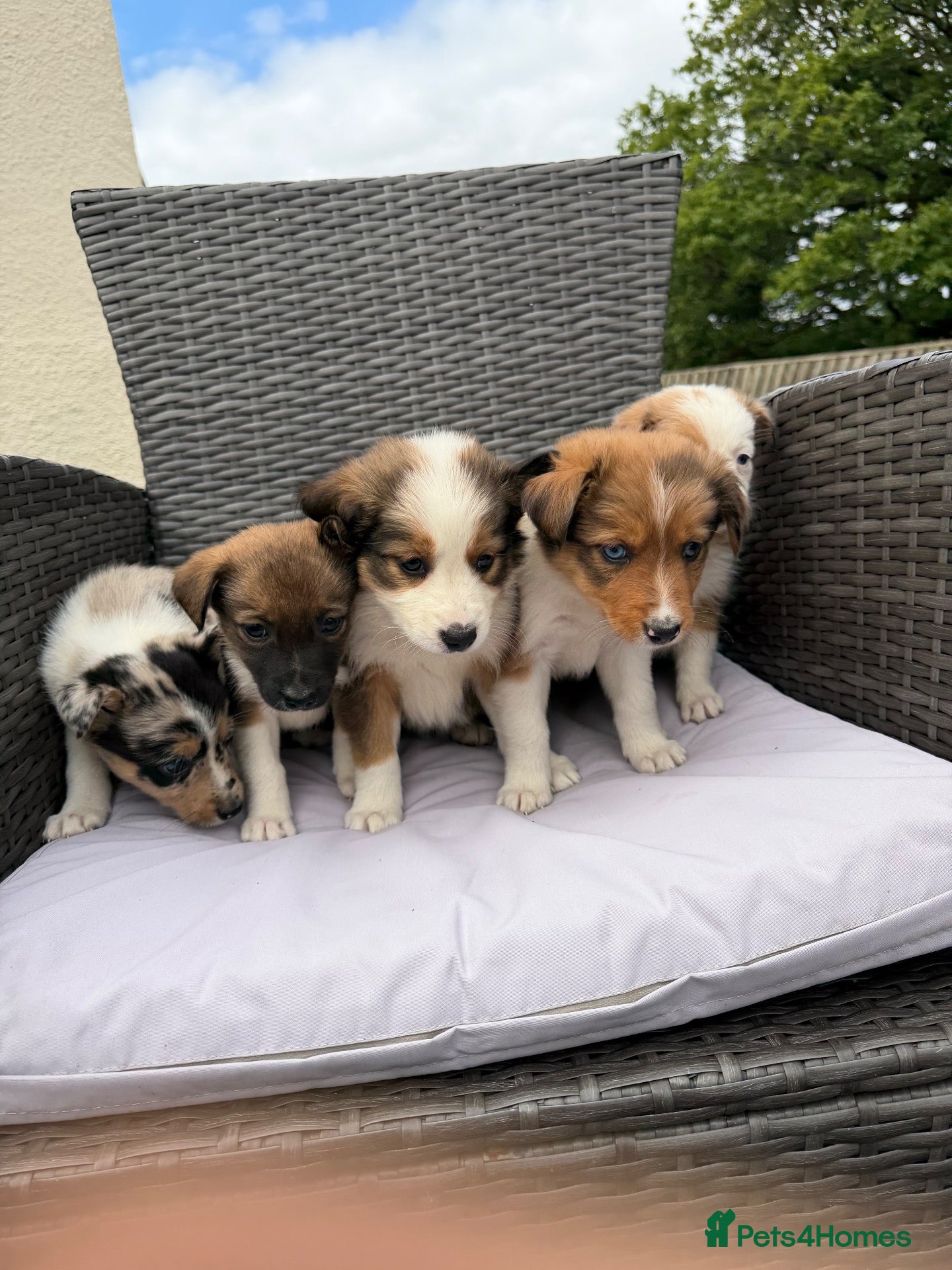 Border Collie dogs 5 Beautiful Puppies for sale - Advert 2