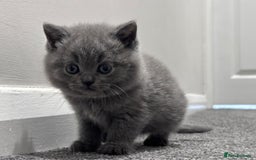 British Shorthair cats for sale: Championline British Blue kittens - Image 1