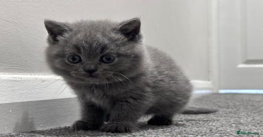 British Shorthair cats - Advert 12