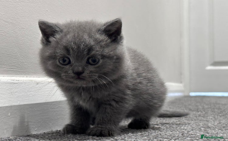 British Shorthair cats - Advert 5